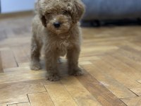 DEV POODLE YAVRULARI