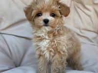 Kore Maltipoo yavrular