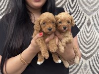 Safkan maltipoo yavrularım