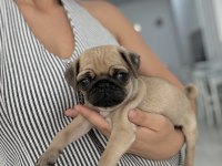 Pug Prensesler
