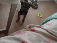 Alman Kurdu Köpeği