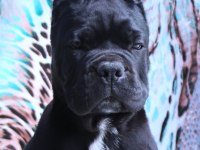 FCI-KIF SECERELİ SAFKAN CANE CORSO YAVRULAR