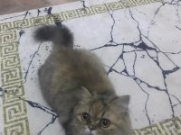 Iran kedisi persian 8 aylık dişi