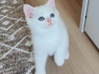 Orjinal safkan british shorthair yavrular