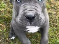 Sahibine bağlı Cane Corso yavrular