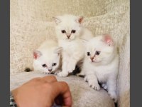 SAFKAN AYI SURAT MAVİ GÖZ BRİTİSH YAVRULAR