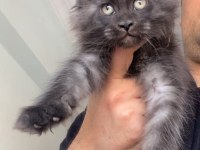 Black Smoke XXXL Maine Coon Mükemmel Dişi