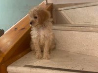 Maltipoo erkek 3 aylık f2
