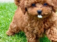 TOYPOODLE YAVRULARIMIZ 