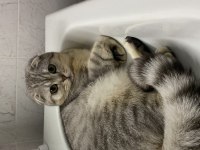 Erkek Scottish Fold Kedisi