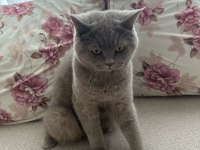 British Shorthair 8 Aylık
