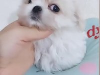 Kore Maltese Bebekler Fci Kif Şecere Belgeli
