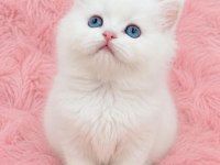 Mükemmel kalitede british longhair bebeğim