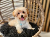 Maltipoo  Yavrularımız 