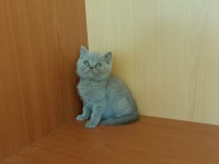 British shorthair lilac ve gri