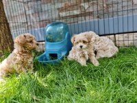 Orijinal Maltipoo Yavrular