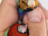 Gökkuşaği ispinozu (Goldian finch)