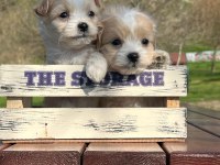 Erkek maltipoo yavrumuz