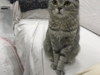 Scottish fold 2 yaşında