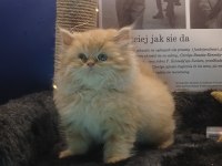 POFUDUK SHOW CLASS İRAN KEDİSİ BEBEK