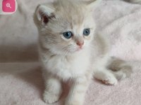 Şafkan British Shorthair