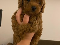 Dişi poodle köpeğimiz