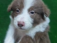 Border collie yavrularımız mevcut