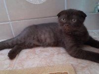 British shorthair yavru kedimiz