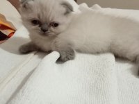 2 ayini doldurmuş yavrularımız scottish fold