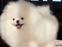 Pomeranian Boo Yavrularımız Evinizin Neşesi Olacaktır 