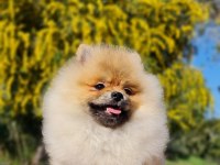 6 Aylık Dişi Şecereli Teddy Face Pomeranian Boo