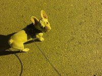 İSABELLA TAN PLATİNİUM ERKEK EGZOTİC FRENCH BULLDOG