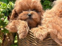 Kore maltipoo en iyisini en güzelini isteyene