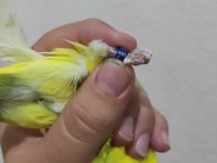 Tek erkek jumbo muhabbet kuşu