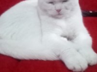 Beyaz scottish fold pamuğum sahiplendirilecek