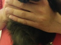 Yavrularımız sahiplendirilecektir scottish fold