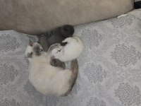 30 günlük british shorthair yavrular yeni evlerini arıyor