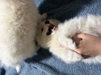 Pomeranian spitz yavrular