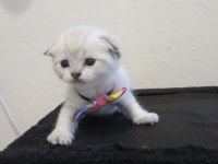 Bu yakışıklı scottish fold erkek ömürlük yuvasını arıyor