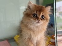 En Güzel Golden Britsh Longhair Ve Shorthair Yavrular