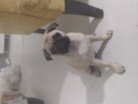 Pug köpek