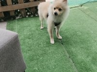 Tilki Surat Pomeranian Boo