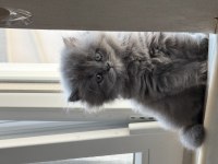 Kedimi çiftleştirmek istiyorum