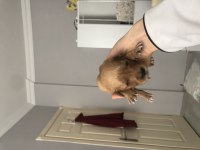Golden retriever babyface