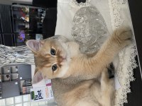 KEDİMİZ 1 YAŞINDA BEDAVA SAHİPLENDİRMEK İSTİYORUZ