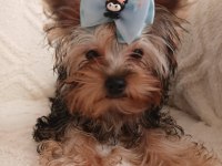Orjinal Baby Face Yorkshire Terrier Erkek