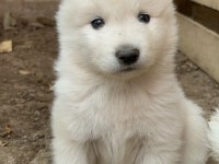 KARTOPU SAFKAN SAMOYED YAVRUSU