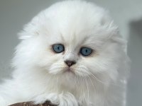 Mavi gözlü pamuk gibi yavru kedimiz