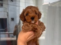 Birbirinden Sevimli Maltipoo