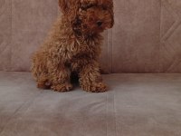 Toy Poodle Ev Ortamında Büyüyen Yavrumuz